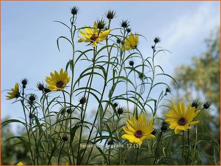 Helianthus orgyalis