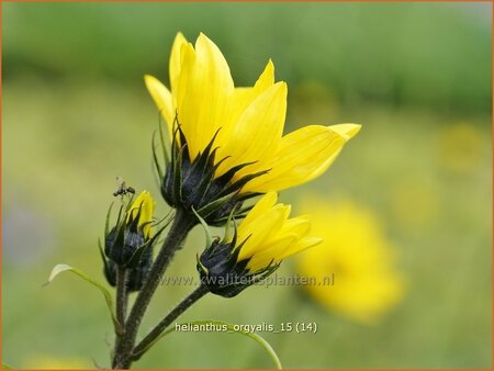 Helianthus orgyalis