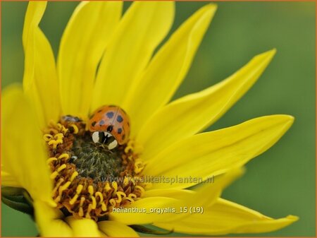 Helianthus orgyalis