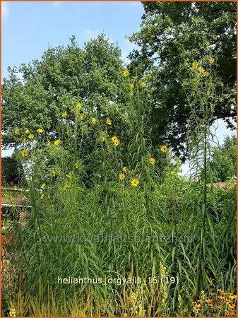 Helianthus orgyalis