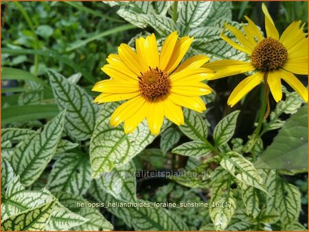 Heliopsis helianthoides &#39;Loraine Sunshine&#39;