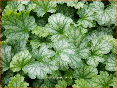 Heuchera &#39;Paris&#39;