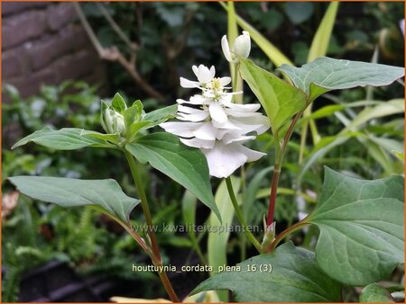 Houttuynia cordata &#39;Plena&#39;