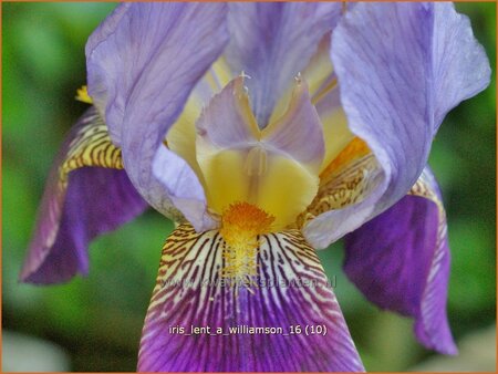 Iris germanica &#39;Lent A. Williamson&#39;