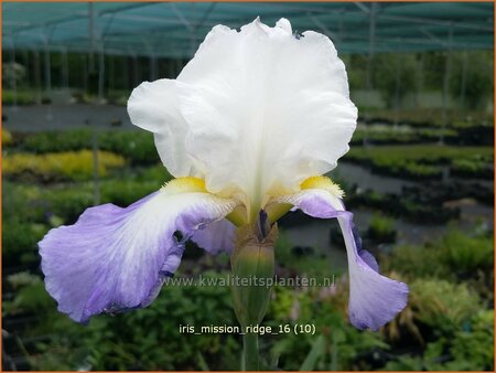 Iris germanica &#39;Mission Ridge&#39;