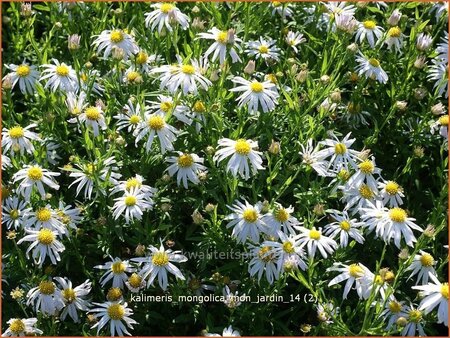 Kalimeris mongolica &#39;Mon Jardin&#39;