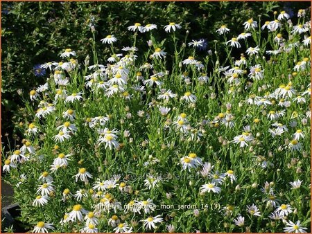 Kalimeris mongolica &#39;Mon Jardin&#39;