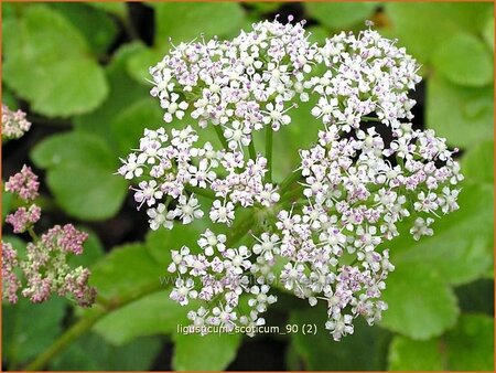 Ligusticum scoticum