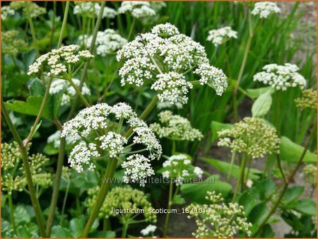 Ligusticum scoticum