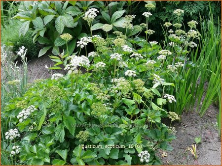 Ligusticum scoticum