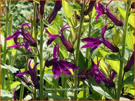 Lobelia &#39;Hadspen Purple&#39;