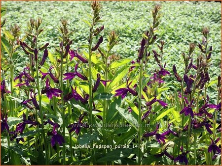 Lobelia &#39;Hadspen Purple&#39;