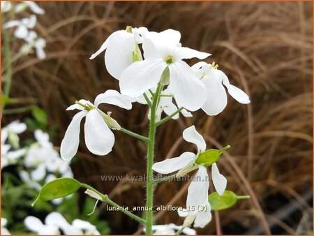 Lunaria annua &#39;Albiflora&#39;