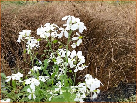 Lunaria annua &#39;Albiflora&#39;