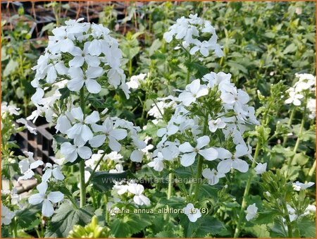 Lunaria annua &#39;Albiflora&#39;