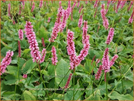 Persicaria amplexicaulis &#39;Jo and Guido&#39;s Form&#39;