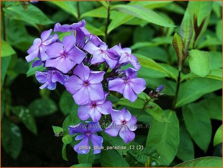 Phlox &#39;Blue Paradise&#39;