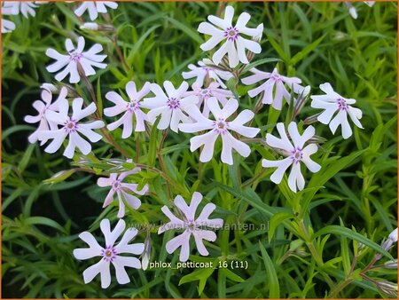 Phlox &#39;Petticoat&#39;