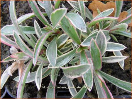 Phlox procumbens &#39;Variegata&#39;