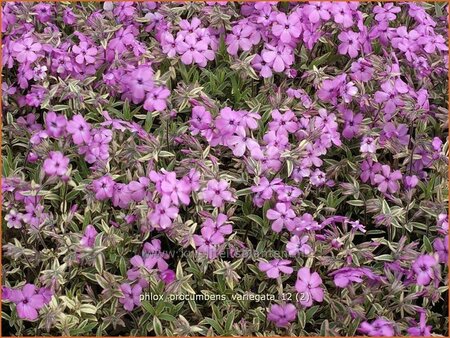 Phlox procumbens &#39;Variegata&#39;