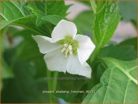 Physalis alkekengi franchetii