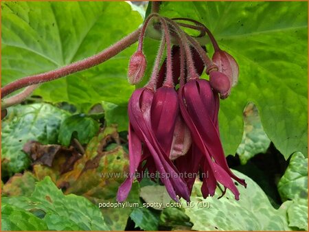 Podophyllum &#39;Spotty Dotty&#39;