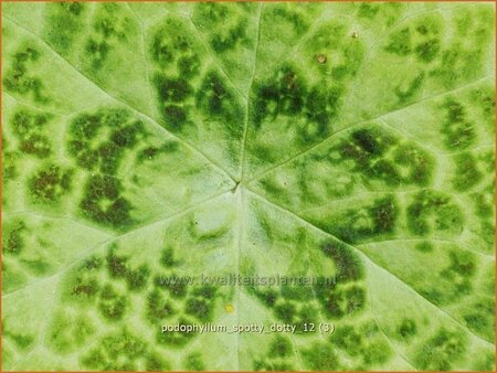 Podophyllum &#39;Spotty Dotty&#39;