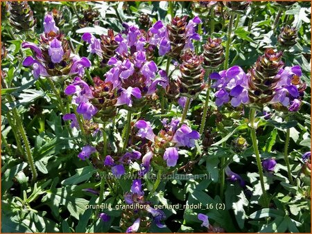 Prunella grandiflora &#39;Gerhard Rudolf&#39;