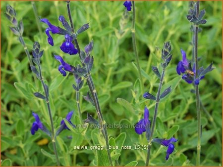 Salvia greggii &#39;Blue Note&#39;