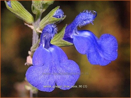 Salvia greggii &#39;Blue Note&#39;