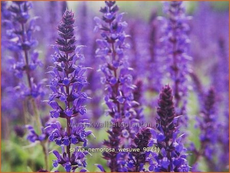 Salvia nemorosa &#39;Wesuwe&#39;