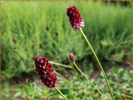 Sanguisorba officinalis &#39;Arnhem&#39;