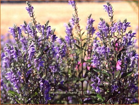 Scutellaria incana