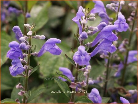 Scutellaria incana