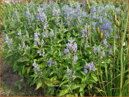 Scutellaria incana