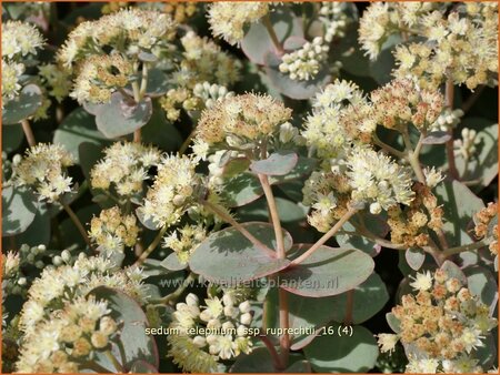 Sedum telephium ssp. ruprechtii