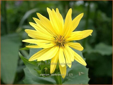 Silphium perfoliatum