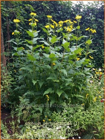 Silphium perfoliatum