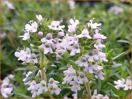 Thymus &#39;Duftkissen&#39;