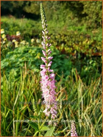 Veronica longifolia &#39;Pink Damask&#39;