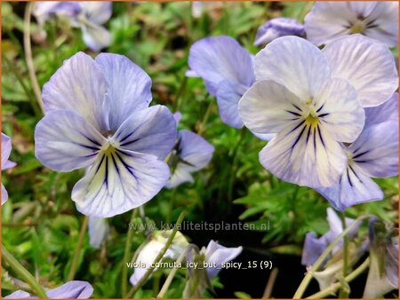 Viola cornuta &#39;Icy but Spicy&#39;