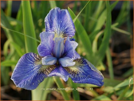 Iris sibirica &#39;Himmel von Komi&#39;