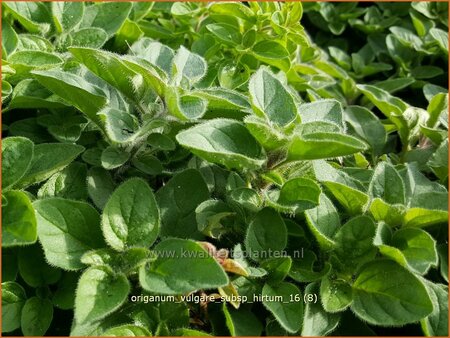 Origanum vulgare subsp. hirtum