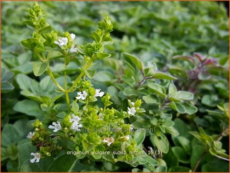 Origanum vulgare subsp. hirtum