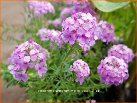 Aethionema armenum &#39;Warley Rose&#39;