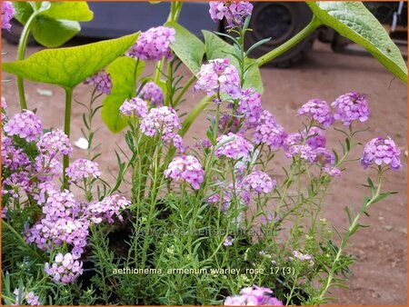 Aethionema armenum &#39;Warley Rose&#39;