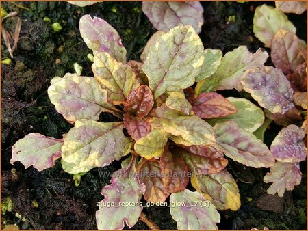 Ajuga reptans &#39;Golden Glow&#39;