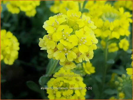 Alyssum montanum &#39;Berggold&#39;