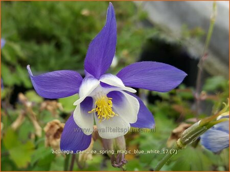 Aquilegia caerulea &#39;Spring Magic Blue White&#39;