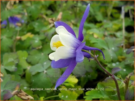 Aquilegia caerulea &#39;Spring Magic Blue White&#39;